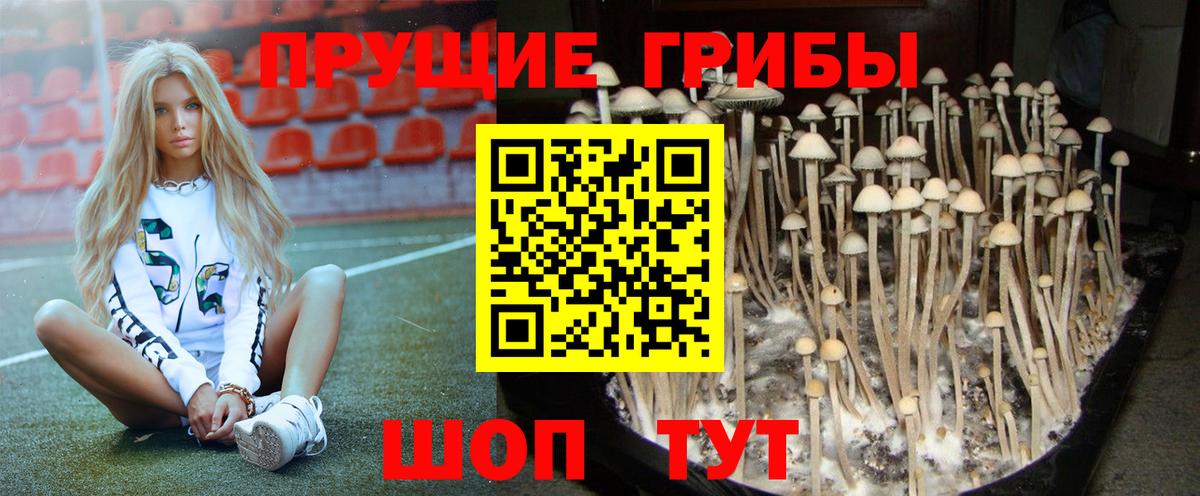 Псилоцибиновые грибы прущие грибы  купить закладку  Вышний Волочёк  Вход с VPN 